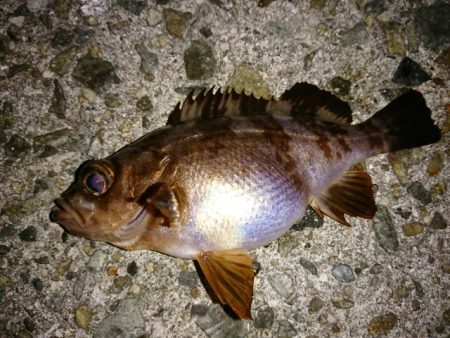 淡路島のロックフィッシュゲーム